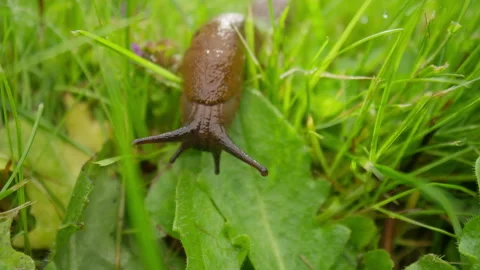 Front view macro of an invasive Spanish slug (Arion vulgaris) crawling through Stock Footage 333782940