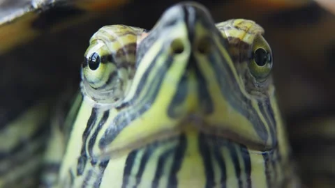Front View Macro Portrait of Aquatic Turtle. Stockbeeldmateriaal 335034986