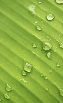 Front view macro shot featuring rain drops on a gentle tropical leaf texture Stock Photos