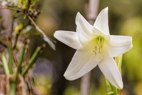Front view of a Madonna lily flower illuminated by the morning light in a gar Stock Photos