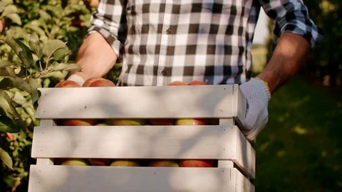 Front view of man carrying full crate of eco apples Stock Footage 117412245
