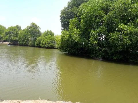 Front view of mangrove 스톡 사진