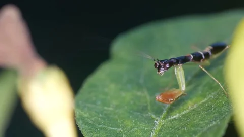 Front view of mantis forelegs Stock Footage 82909470