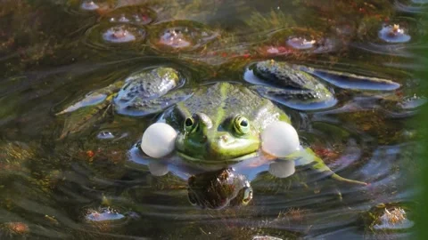 Front view of marsh frog croaking with inflated vocal sacs Original ambient s Stock Footage 334680087