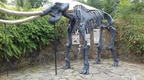 Front view on metal statue of skeleton of ancient mammal woolly mamoth Stock Photos