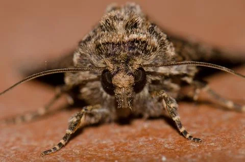 Front view of a moth. Stock Photos