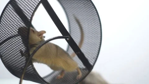 Front view as a mouse with squinted eyes running in a running wheel, slow motion Stock Footage 79903739