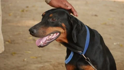 Front view of moving hand head of dog , Black dog tied with chain Video stock 150714647