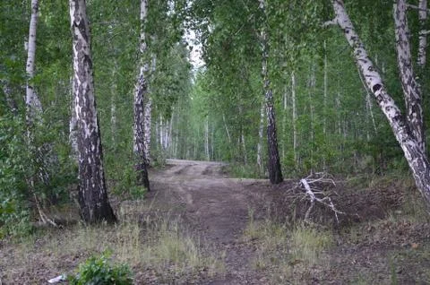 Front view at mud path leading through birch forest Stock Photos