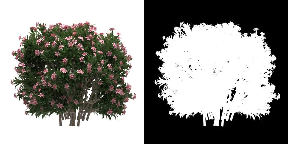Front view (Nerium Oleander Dwarf) png with alpha cutout 3D rendering Stock Illustration