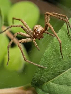 Front view of Nursery Spider Foto stock