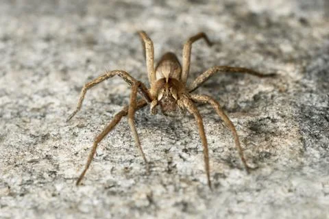 Front view of nursery spider Stock Photos