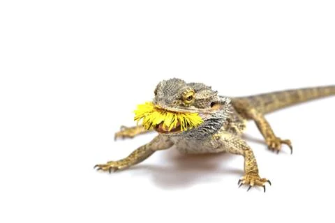 Front view od the agama lizard with dandelion Stock Photos