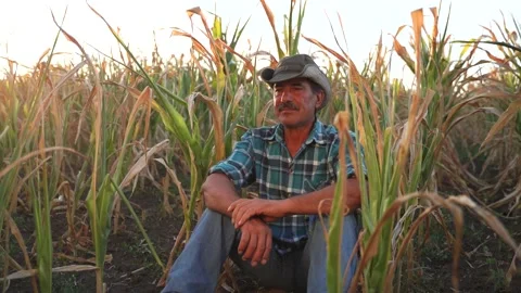 Front view of an old farmer sitting down in the cornfield, sad farmer Stock-Footage 137541262