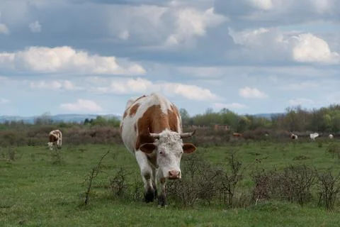 Front view of one cow in selective focus walking Stock-Fotos