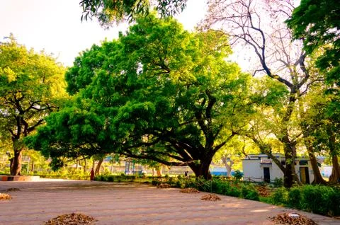 Front View of one old large banyan tree in public park at autumn sunset time. Stock Photos