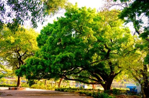 Front View of one old large banyan tree in public park at autumn sunset time. 写真素材