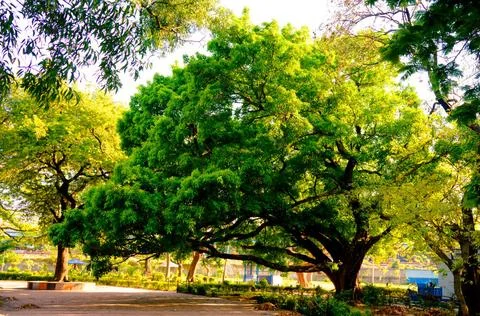  Front View of one old large banyan tree in public park at autumn sunset t... Stock Photos