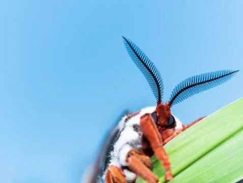 Front view of orange, white and brown giant silk moth on green grass Stock Photos