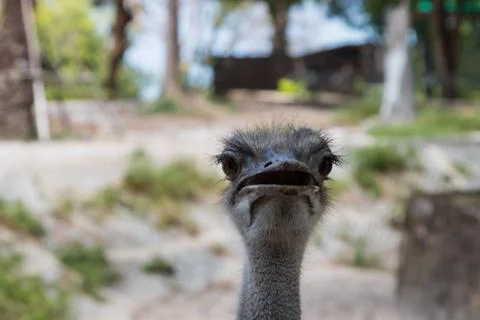 Front view of ostrich face being angry Stock Photos