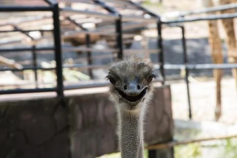 Front view of ostrich face smiling Stock Photos