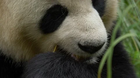 Front view of a panda facing camera and eating bamboo with eye contact. Stock Footage 163036222