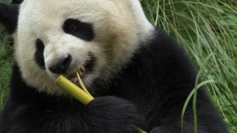 Front view of a Panda peeling of the skin of a bamboo. Stock Footage 163037680