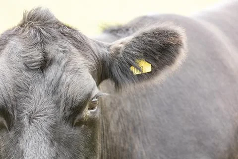 Front view of a part of the face of a black cow with a yellow ear tag. Focus  Foto stock