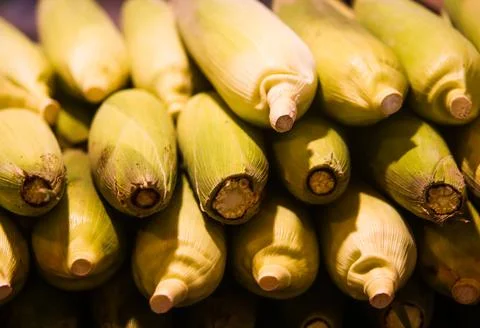 Front View Pattern of Stacked Sweet Corn Cobs Covered with Green Husk Stock Photos
