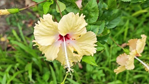 Front view of peach orange hibiscus flower blooming in nature. Stock Footage 343035714