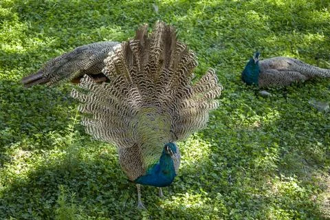 Front view of peacock bird 写真素材