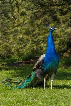 Front view of a peacock standing on the green grass in front of a tree Stock Photos
