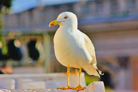 Front view of a perched bird stalking its prey. Stock Photos