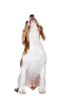 Front view picture of a sitting beagle looking up to the copy space area Stock Photos