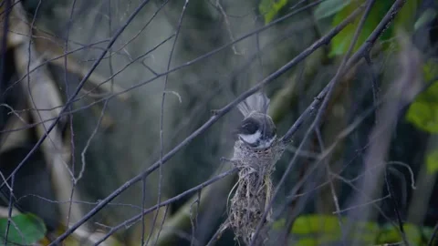 Front view of a pied fantail bird resting inside its cup nest Stock Footage 339315083