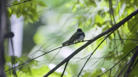 Front view of a pied fantail perched still on a tree branch Stock Footage 339315089