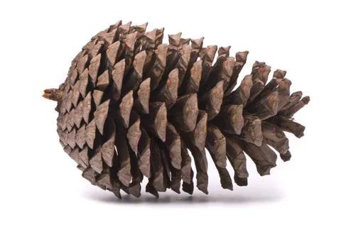 Front view of a pine cone isolated on studio white background Front view o... 스톡 사진