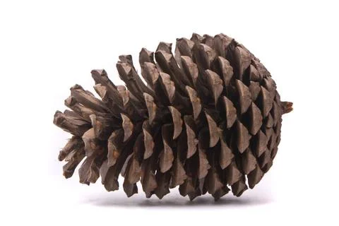 Front view of a pine cone isolated on studio white background Front view o... Foto stock