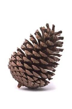 Front view of a pine cone isolated on studio white background Front view o... Foto stock