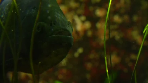 Front view of a piranha fish Stock Footage 266853649