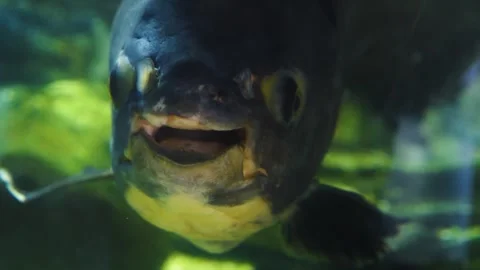 Front view of a piranha fish head and teeth Stock Footage 299636558