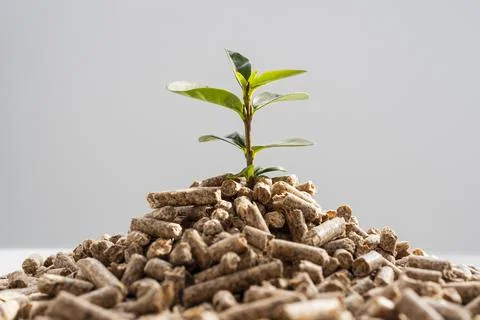 Front view of plant growing from pellets Stock Photos