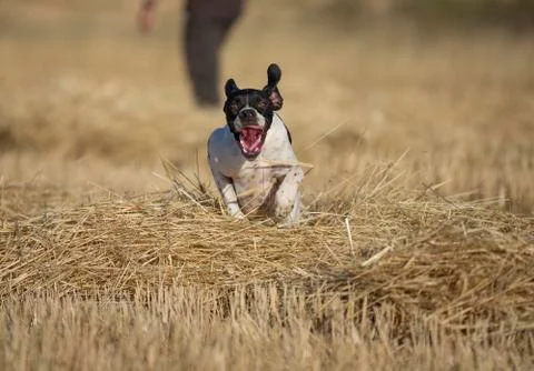 Front view of pointer running Stock Photos