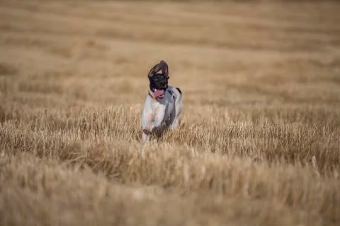 Front view of pointer running Stock-Fotos