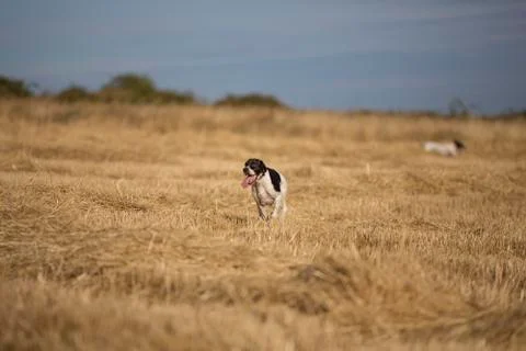 Front view of pointer running Stock Photos