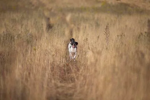 Front view of pointer running Stock Photos