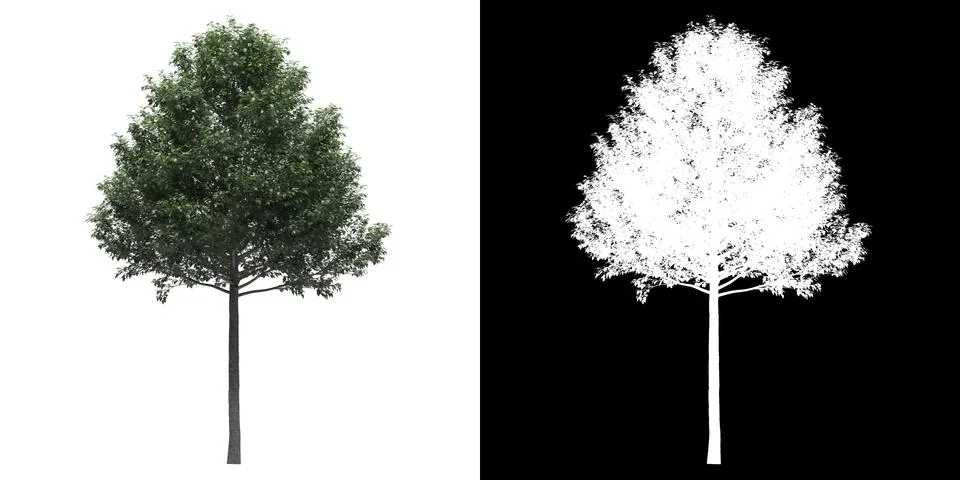 Front view (Populus Alba Pyramidalis) png alpha cutout 3D rendering Stock Illustration