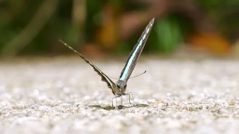 Front View Portrait of Common Bluebottle Butterfly Sipping Mineral Moisture Stock Footage 346550120