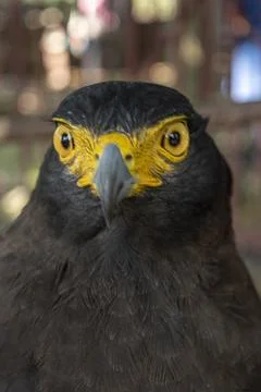 Front view of a portrait of A crested serpent eagle Stock Photos