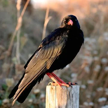 Front view profile of a red billed chough bird bathed in warm golden hour sunlig Stock Photos